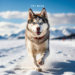 Husky Featured image